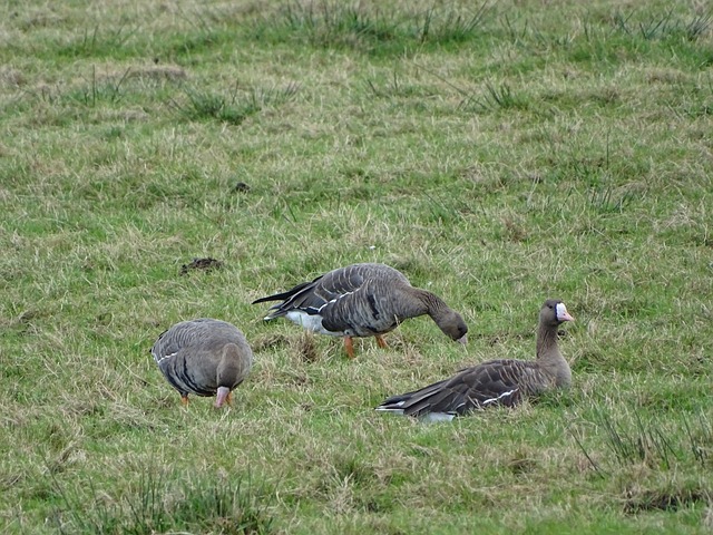 的四连胜佳 的四连胜佳