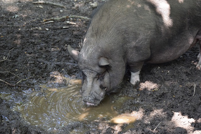 为一名新秀 为一名新秀